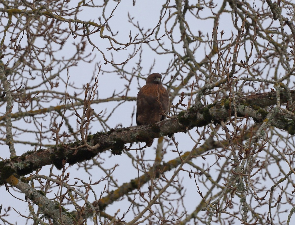 Red-tailed Hawk - ML529636621