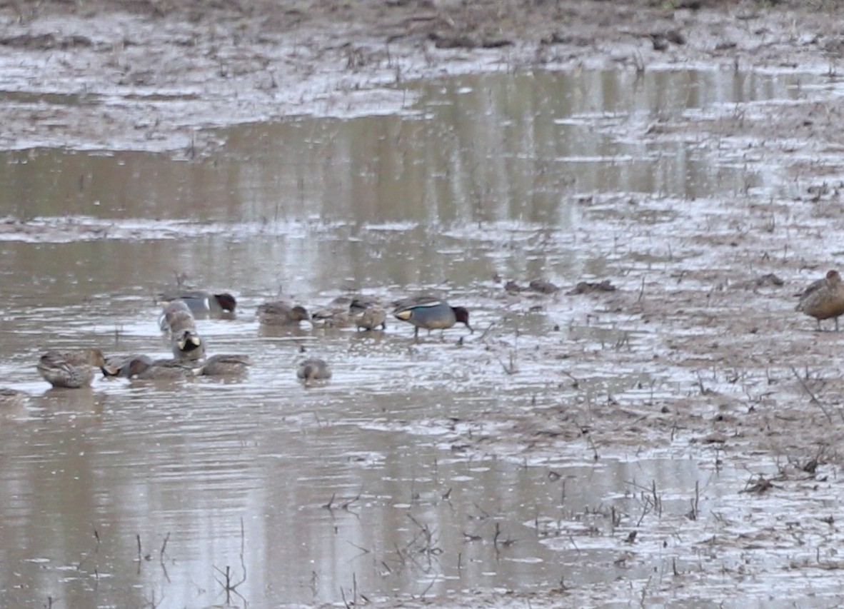 Green-winged Teal (Eurasian) - ML529636691