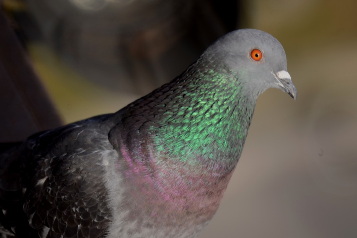 Rock Pigeon (Feral Pigeon) - ML529637651
