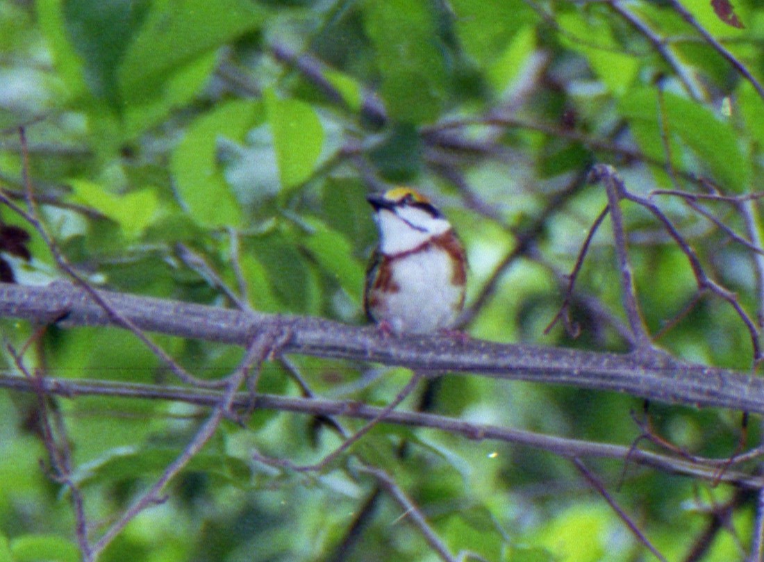 Chestnut-sided Shrike-Vireo - ML529639181