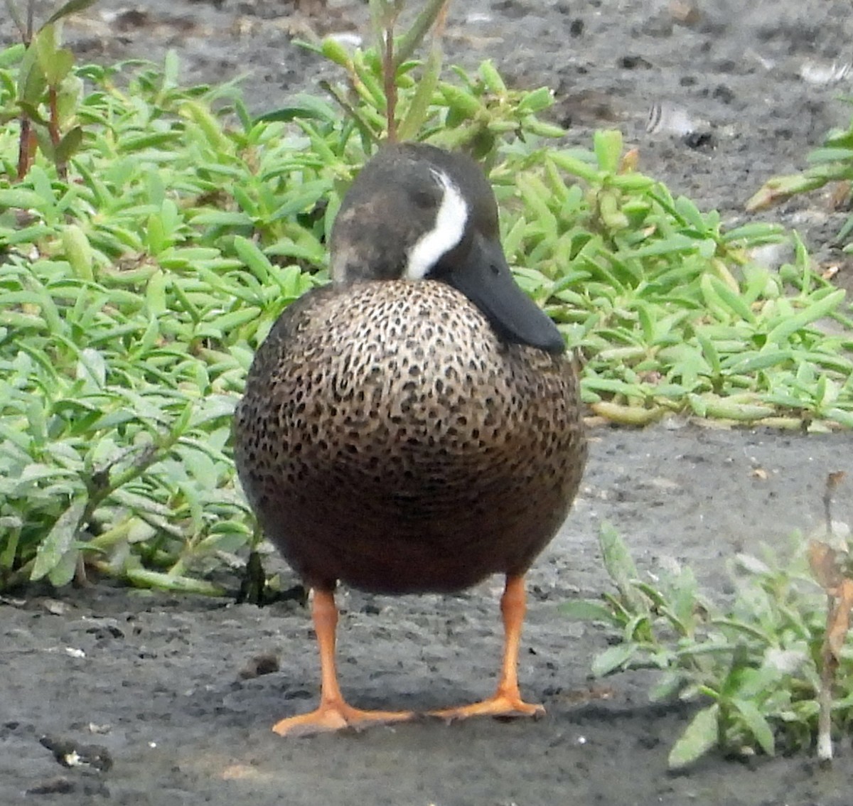 Blue-winged Teal - ML529639751