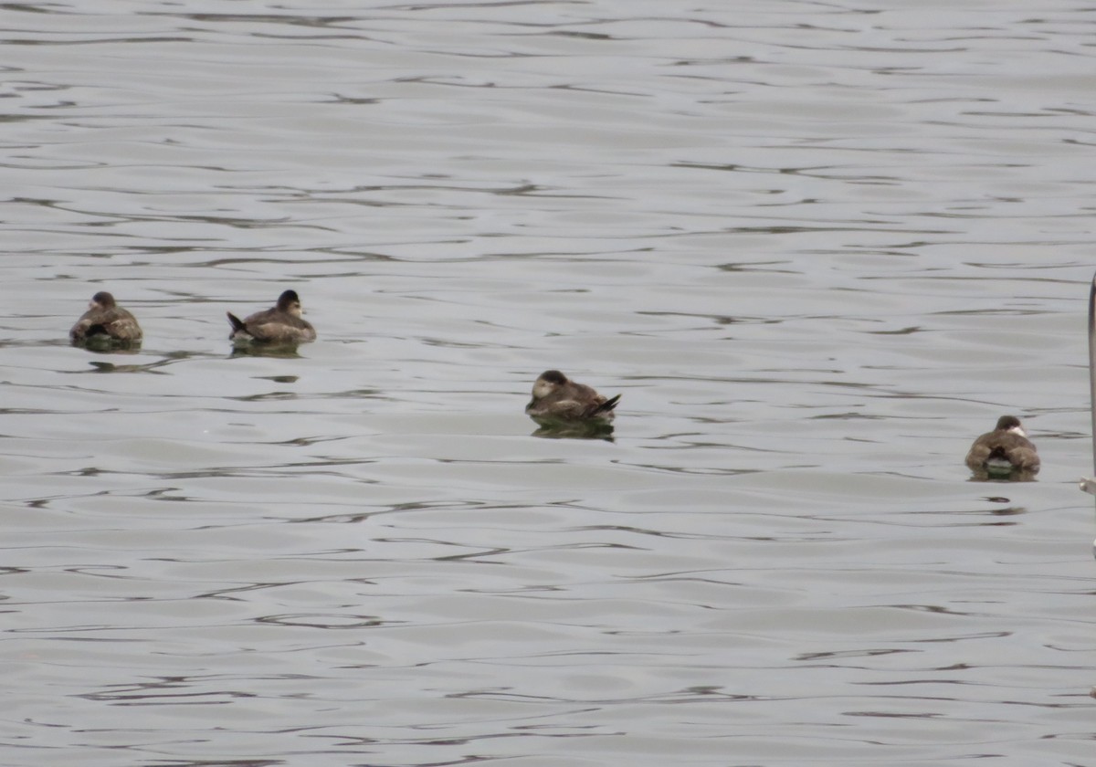 Ruddy Duck - ML529641761