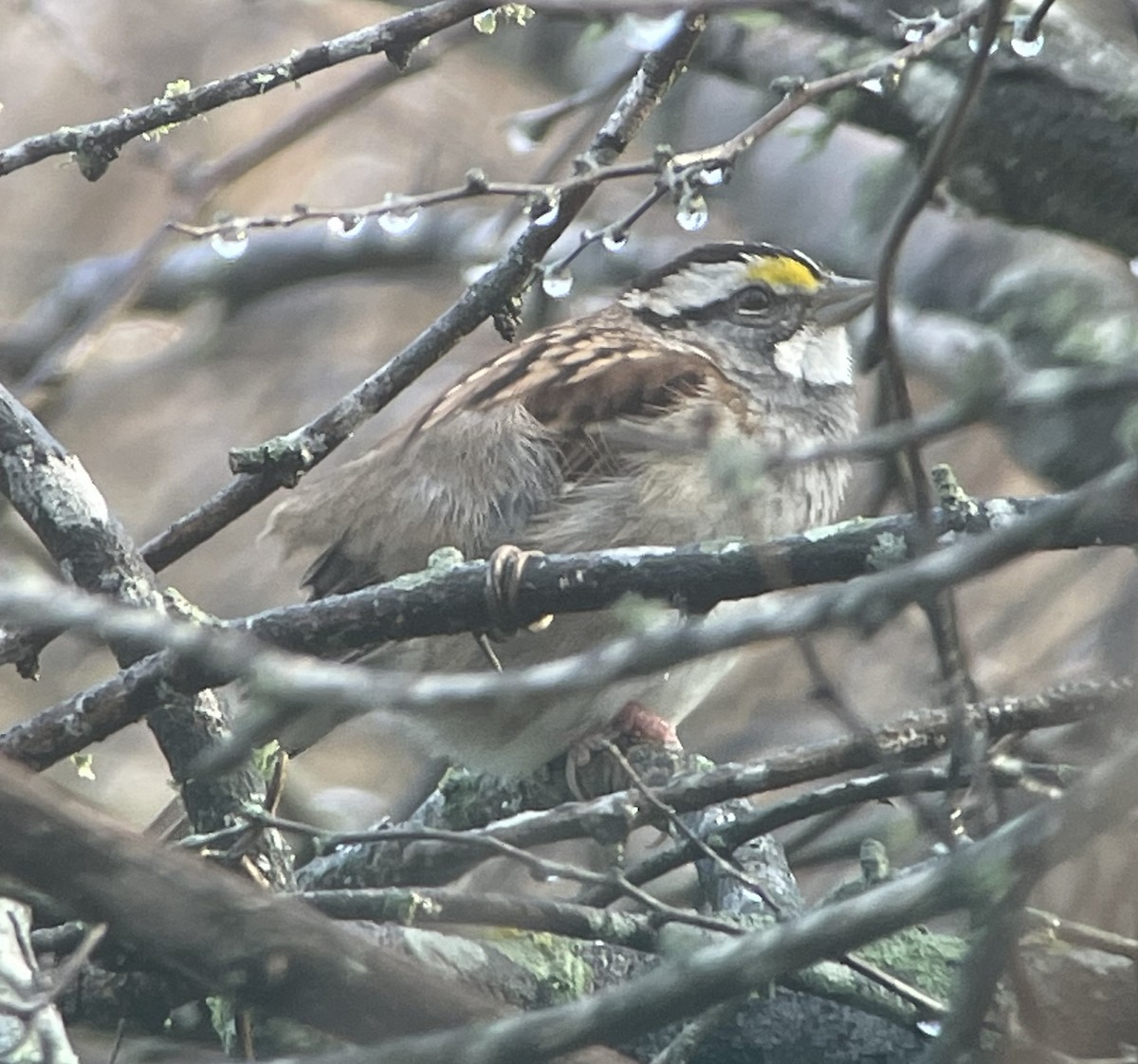 White-throated Sparrow - ML529642071