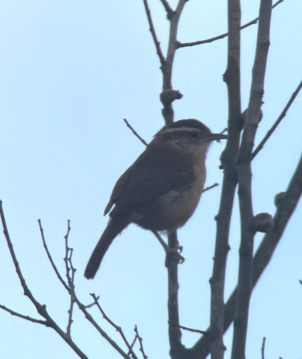 Carolina Wren - ML529642131