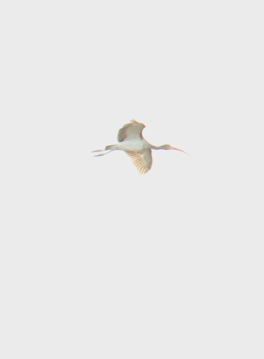 White Ibis - Juan Aguayo