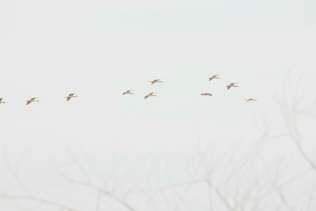 White Ibis - Juan Aguayo