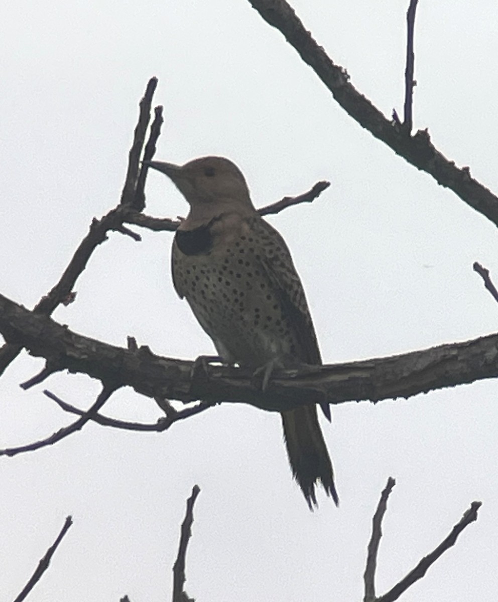 Northern Flicker (Yellow-shafted) - ML529642531