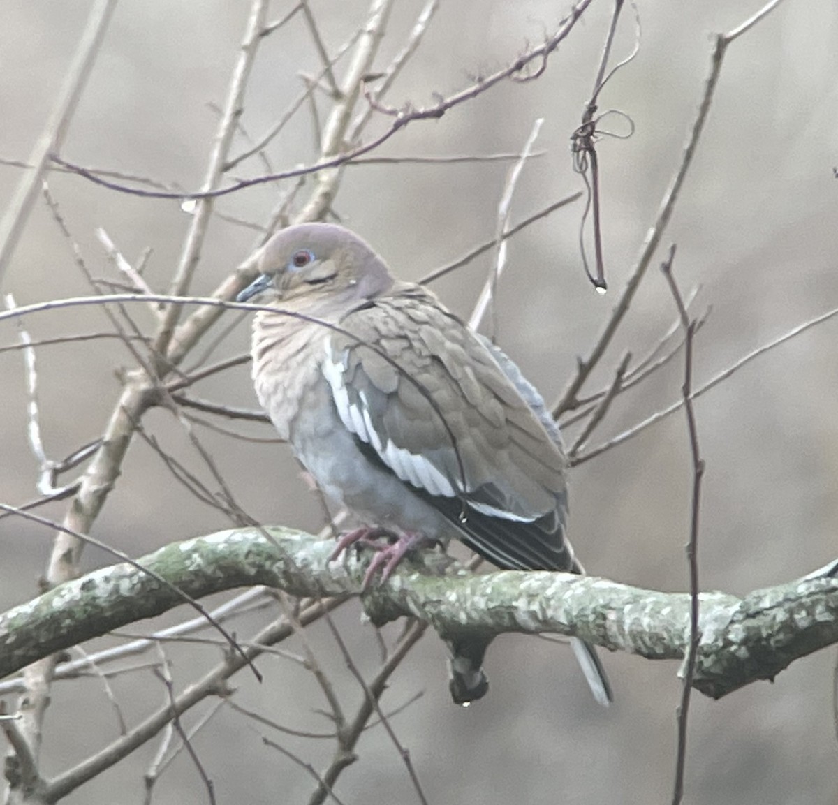 White-winged Dove - ML529642611