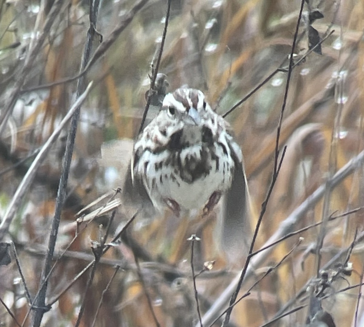 Song Sparrow - ML529642721