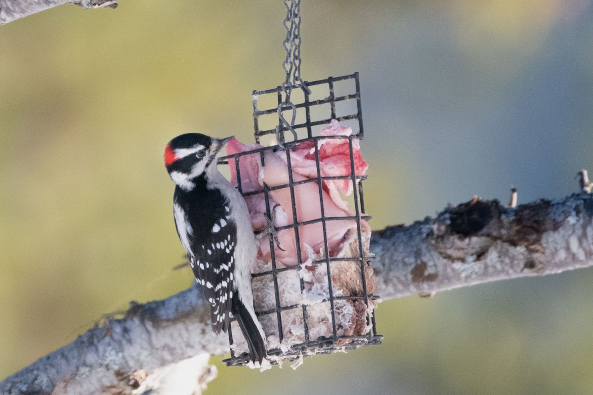 Downy Woodpecker - ML529643171