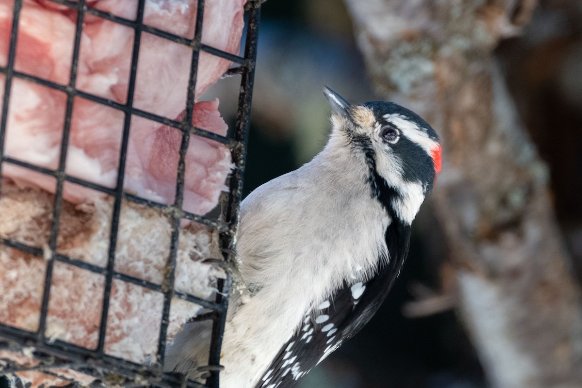 Downy Woodpecker - ML529643181