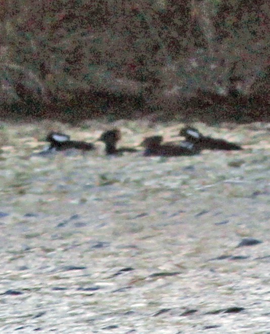 Hooded Merganser - ML529644281