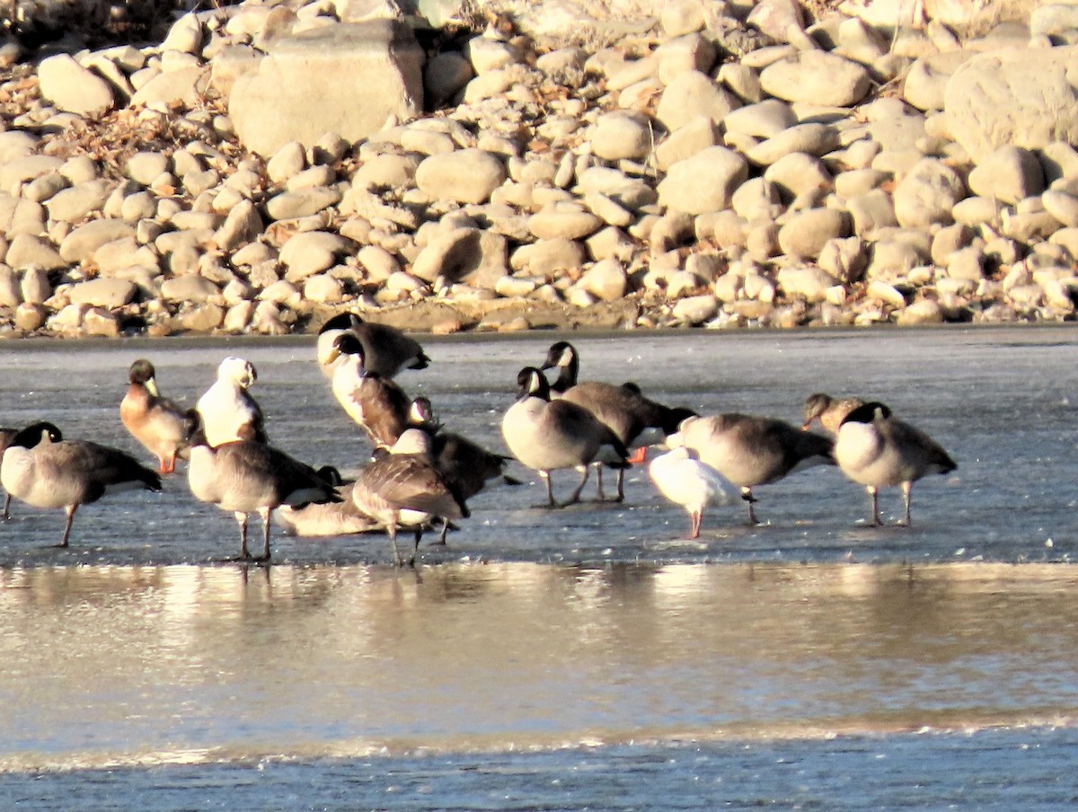 Ross's Goose - Sandy Beranich