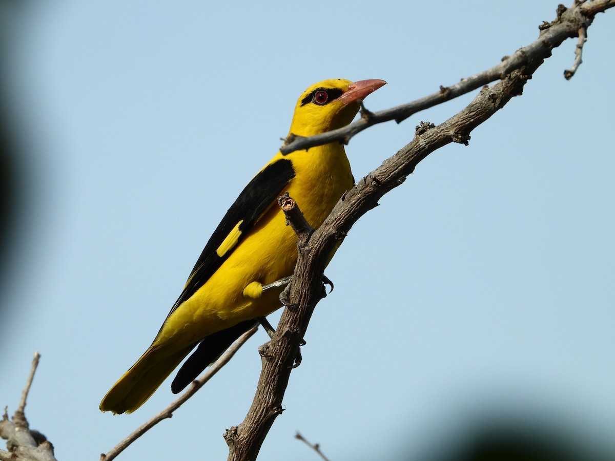 Indian Golden Oriole - ML529645401