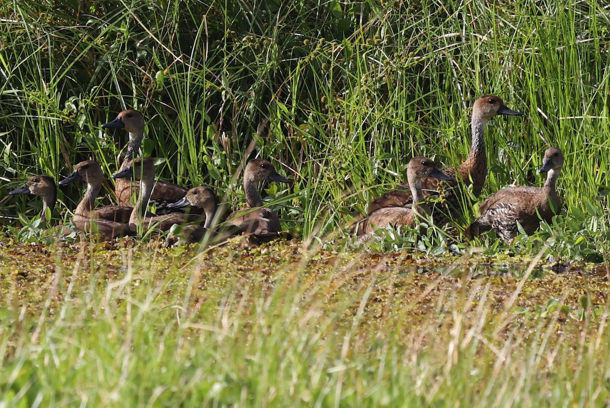 West Indian Whistling-Duck - ML529645531