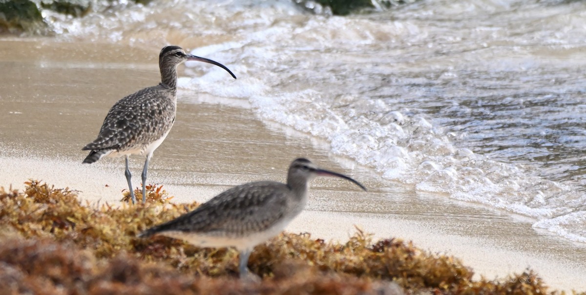 Whimbrel - ML529646301