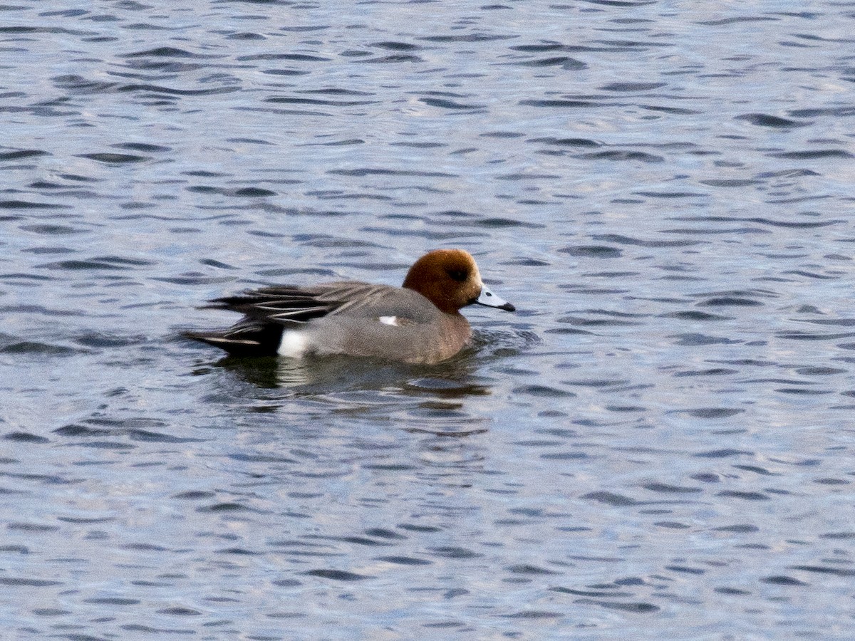 Eurasian Wigeon - ML52964661