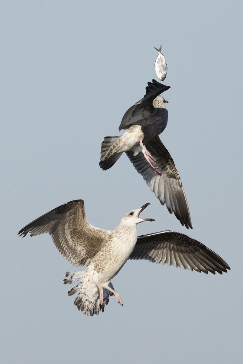 Great Black-backed Gull - Ed Corey