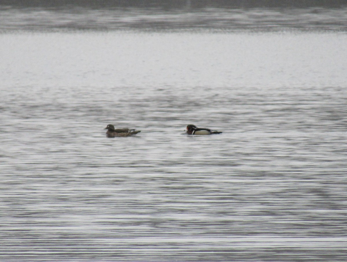 Wood Duck - ML52964831