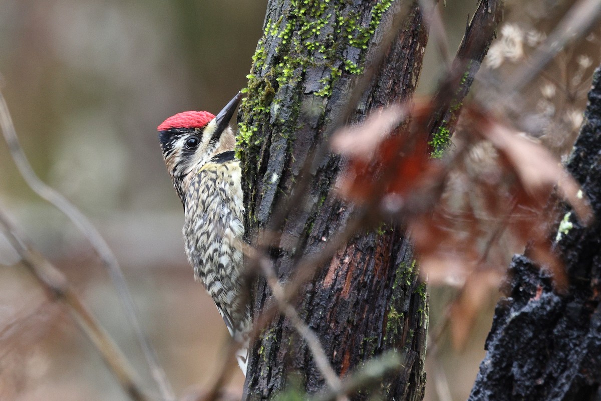 Yellow-bellied Sapsucker - ML529649171