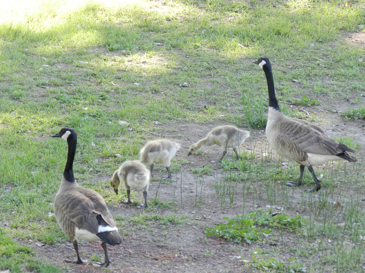 Canada Goose - ML529649611