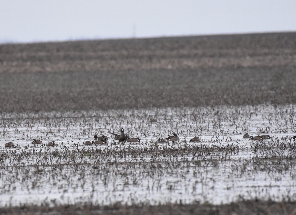 Blue-winged Teal - ML52964981