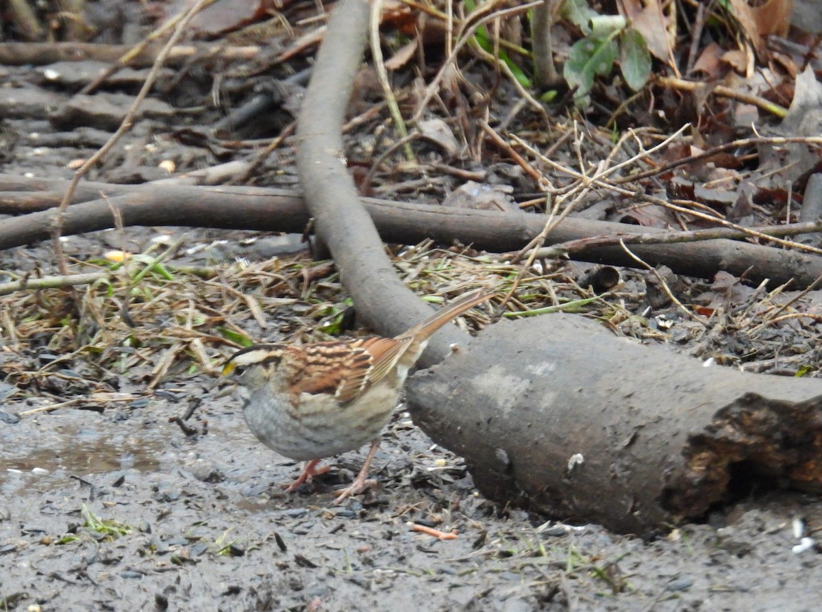 White-throated Sparrow - Elizabeth Brown