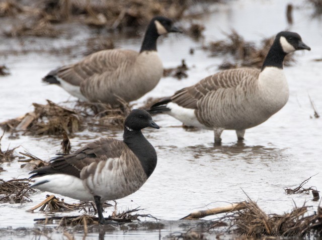2017 Wisconsin eBird Year in Review - eBird Wisconsin