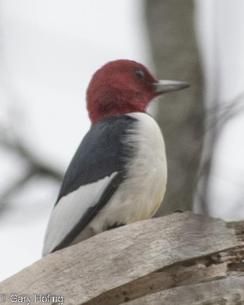 Red-headed Woodpecker - ML529651361