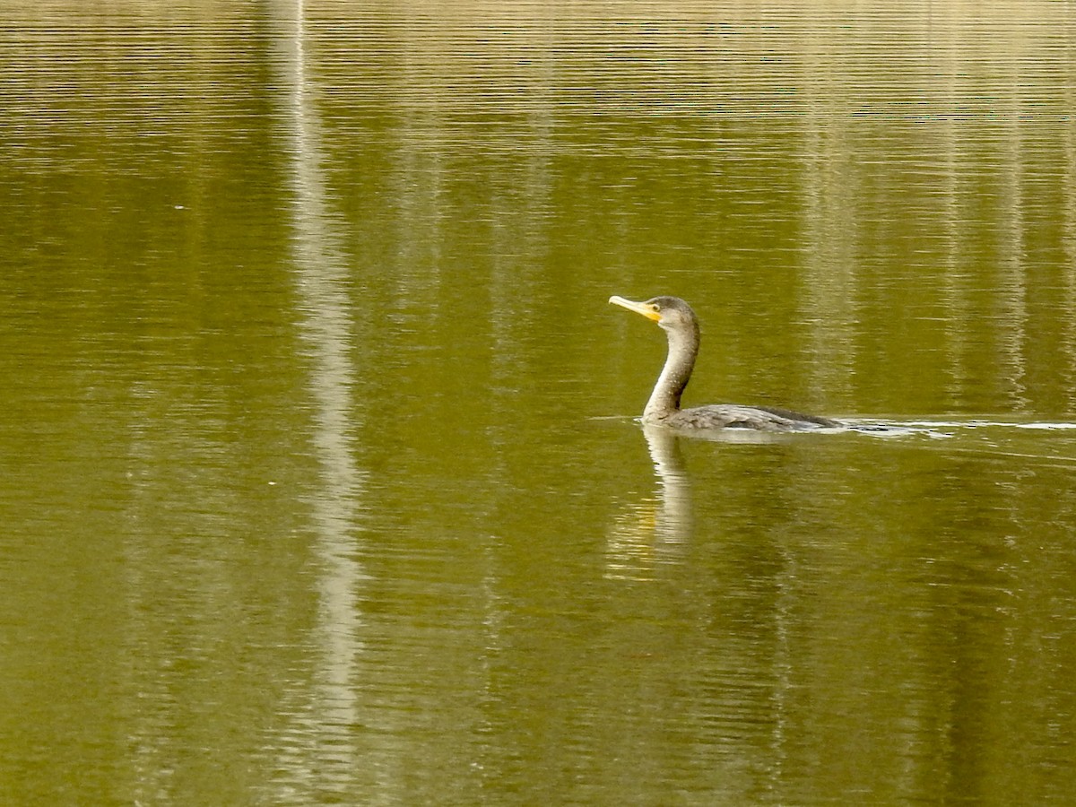 Double-crested Cormorant - ML529651441