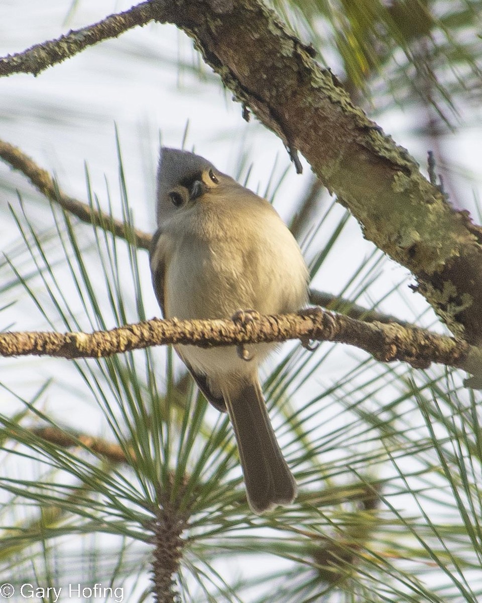 Tufted Titmouse - ML529651461