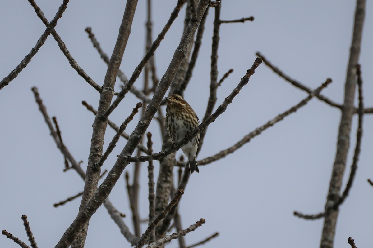 Purple Finch - ML529651771