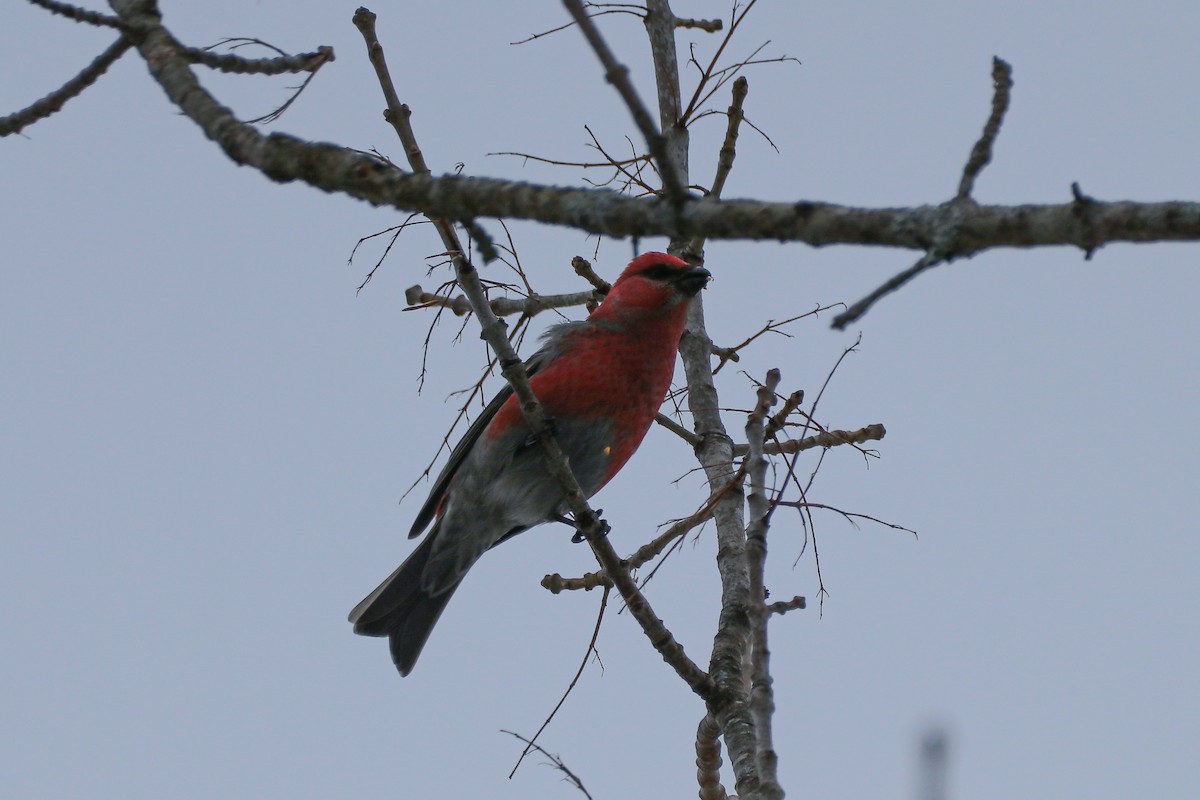 Pine Grosbeak - ML529651831