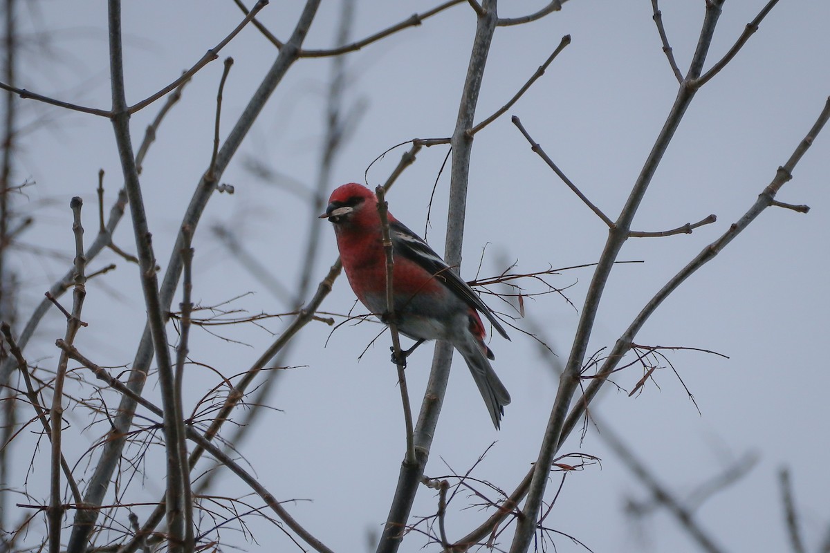 Pine Grosbeak - ML529651931