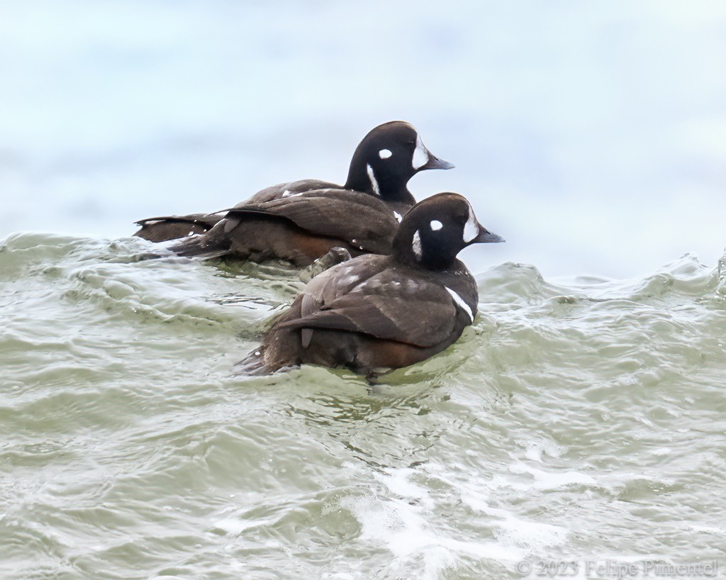 Harlequin Duck - ML529651991