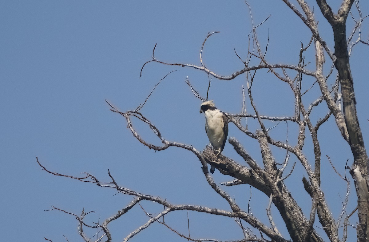 Laughing Falcon - ML529652001