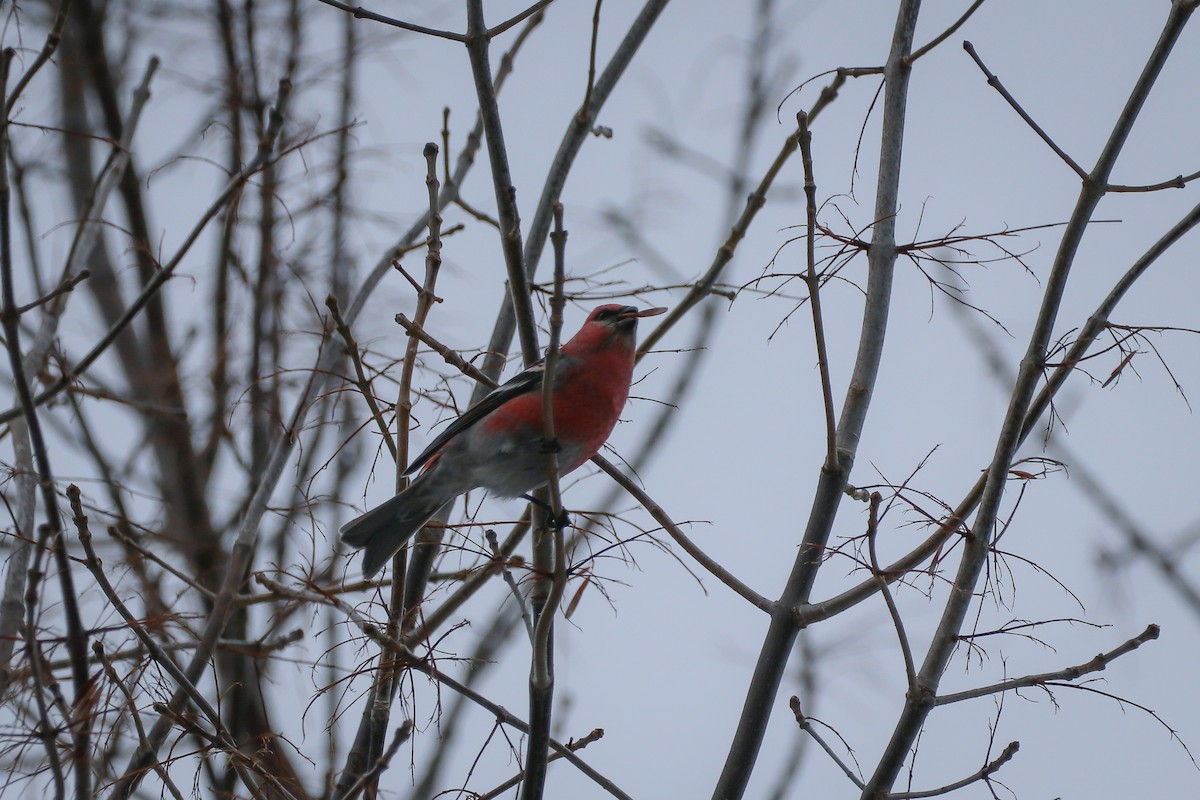 Pine Grosbeak - Sean Carroll