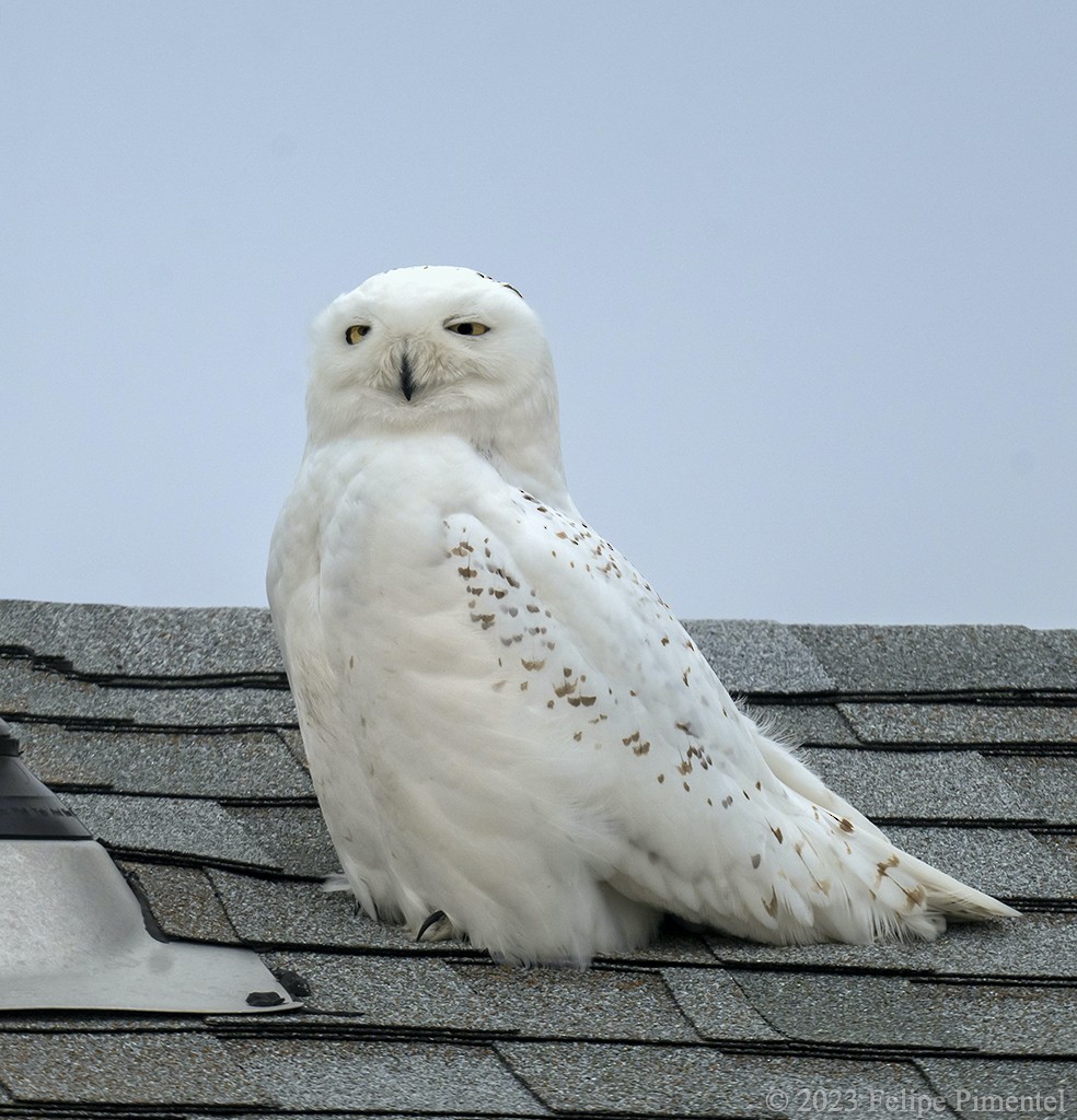 Snowy Owl - ML529652321