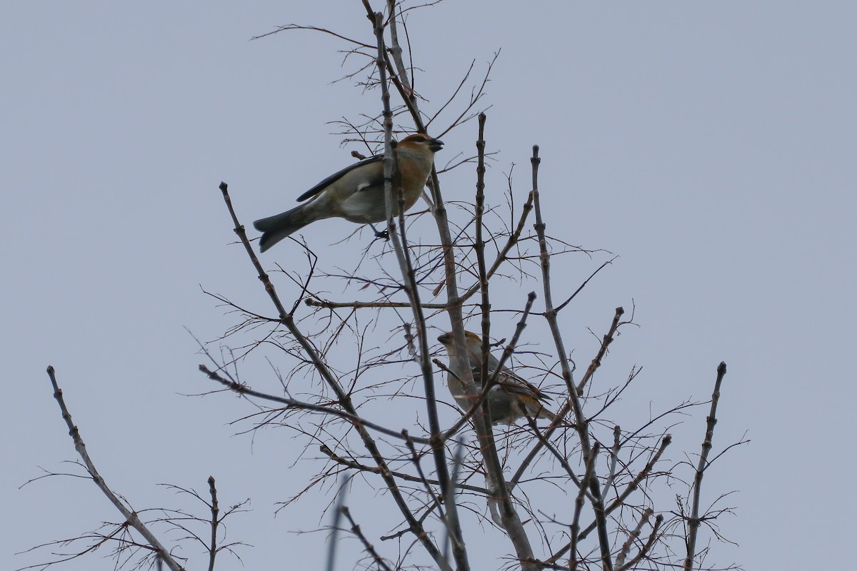 Pine Grosbeak - ML529652391