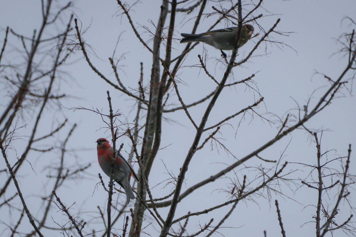 Pine Grosbeak - ML529652491