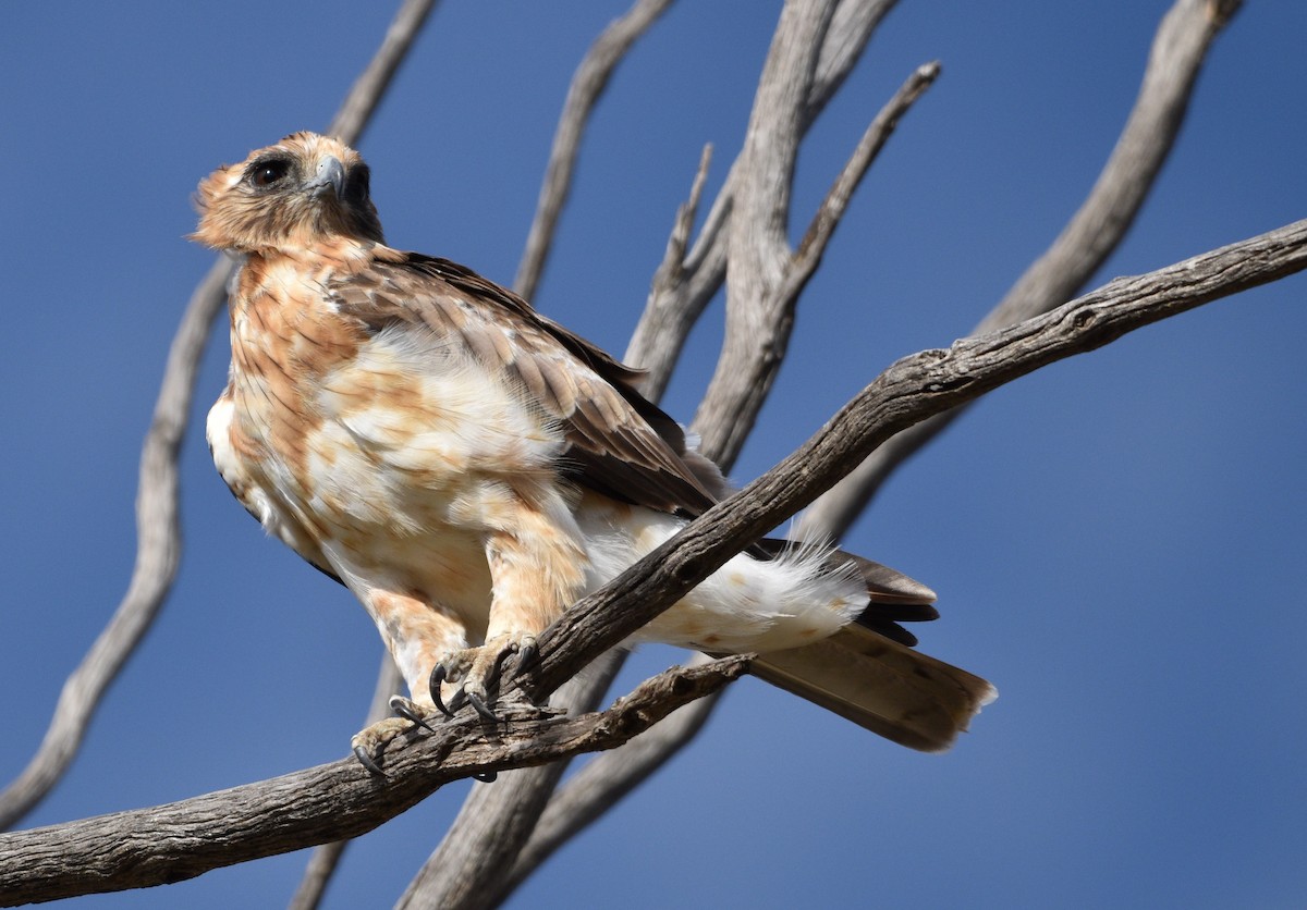 Австралийский орёл-карлик - ML529653141