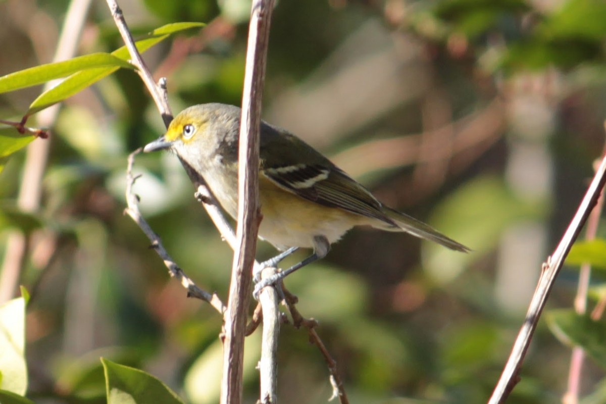 Ak Gözlü Vireo - ML529653401