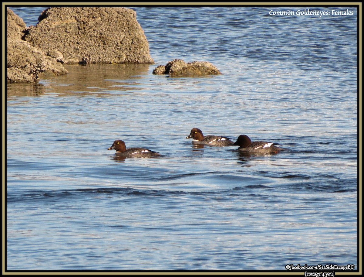 Common Goldeneye - ML52965501