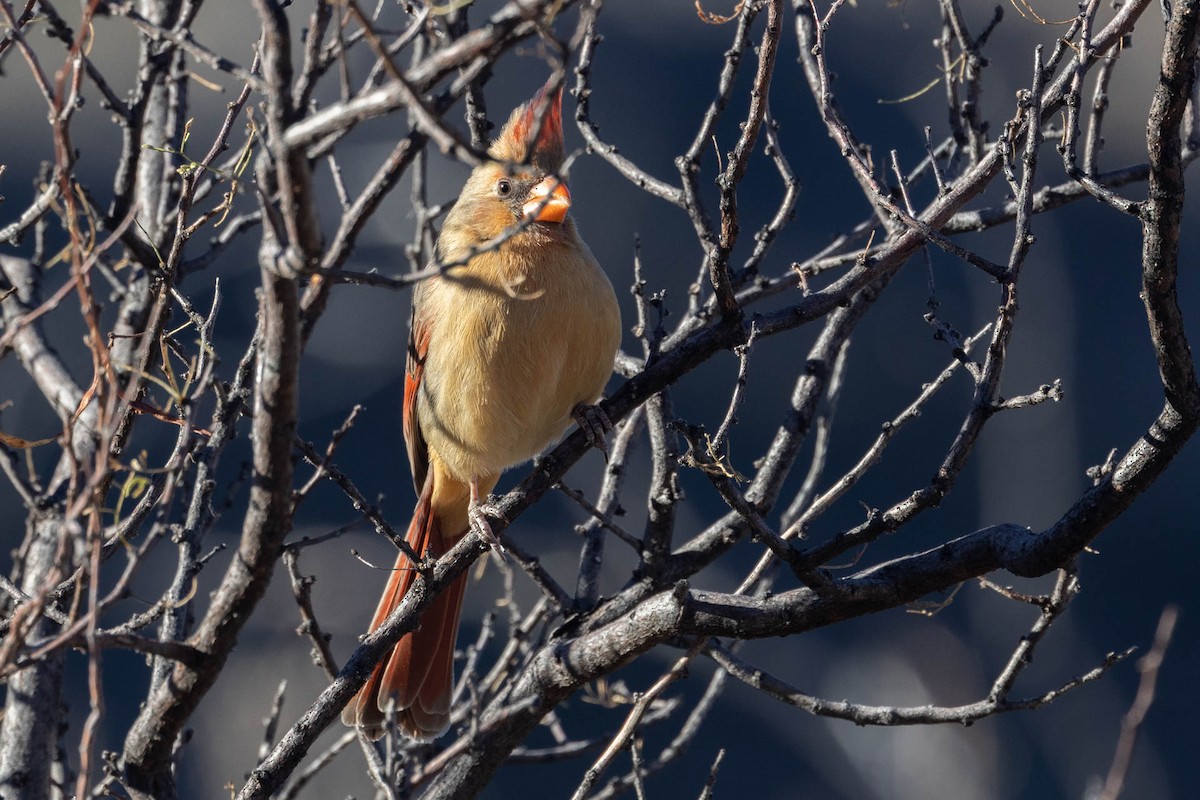 Northern Cardinal - ML529655951