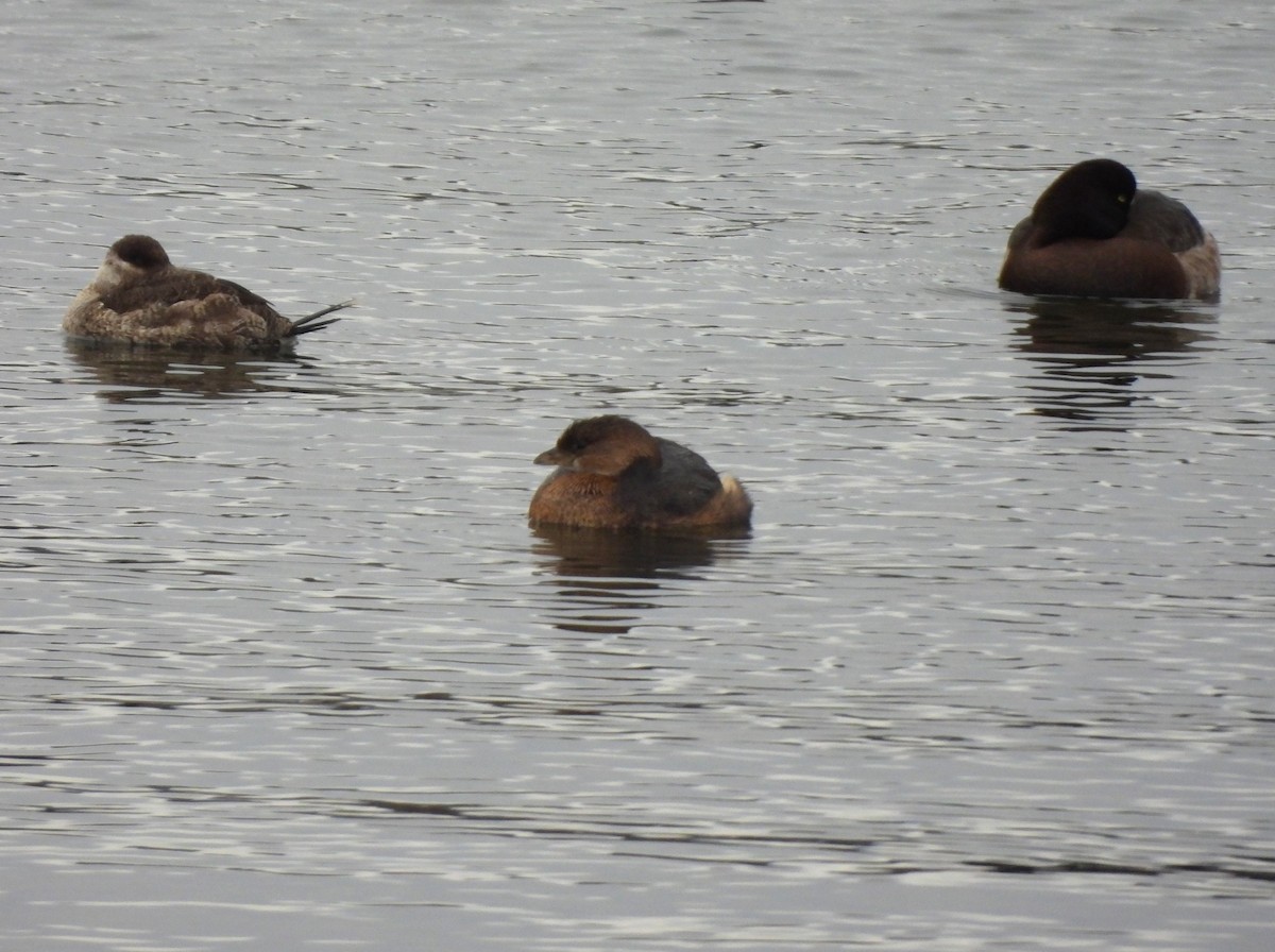 Pied-billed Grebe - ML529656431