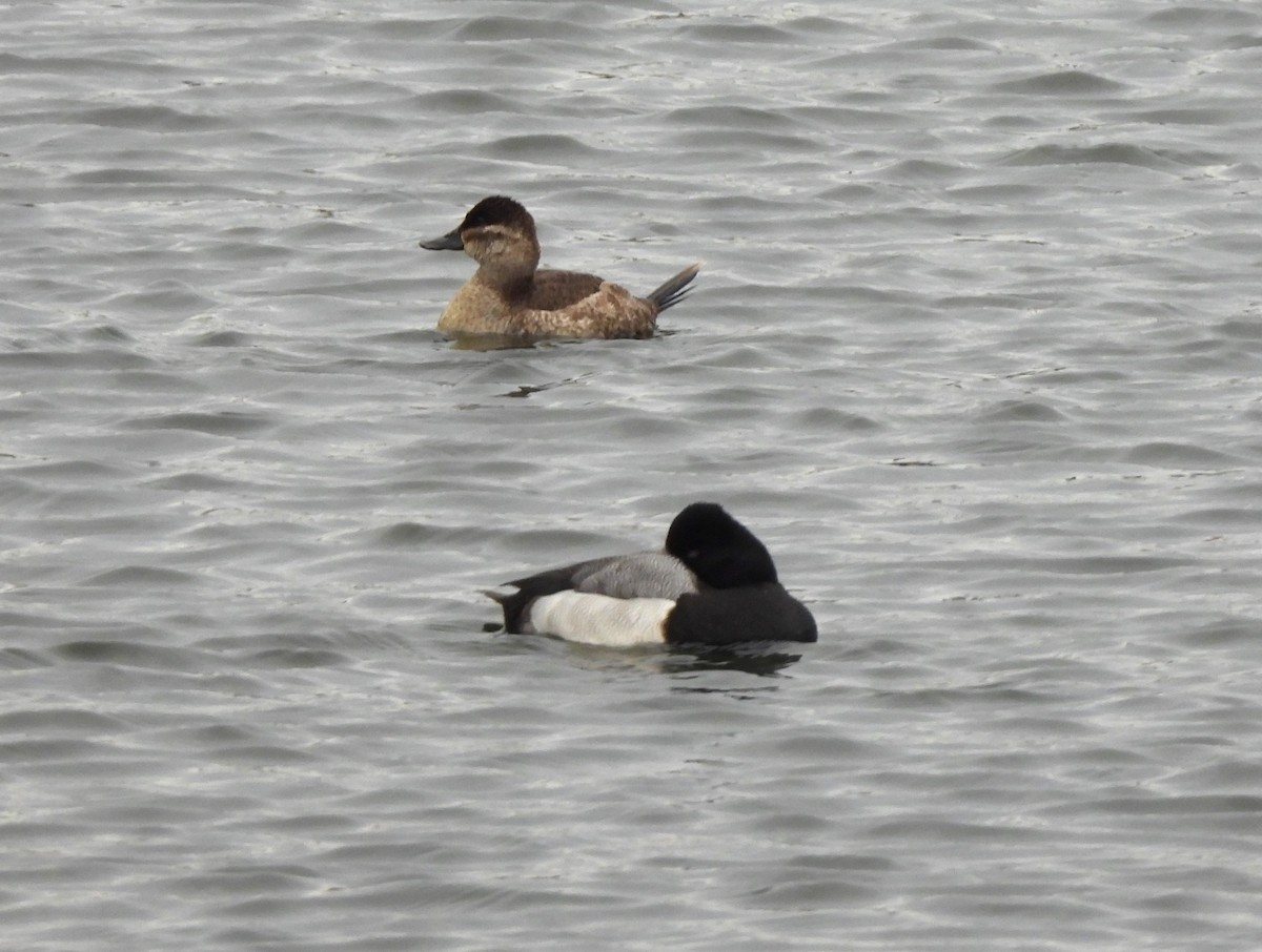 Ruddy Duck - ML529656911