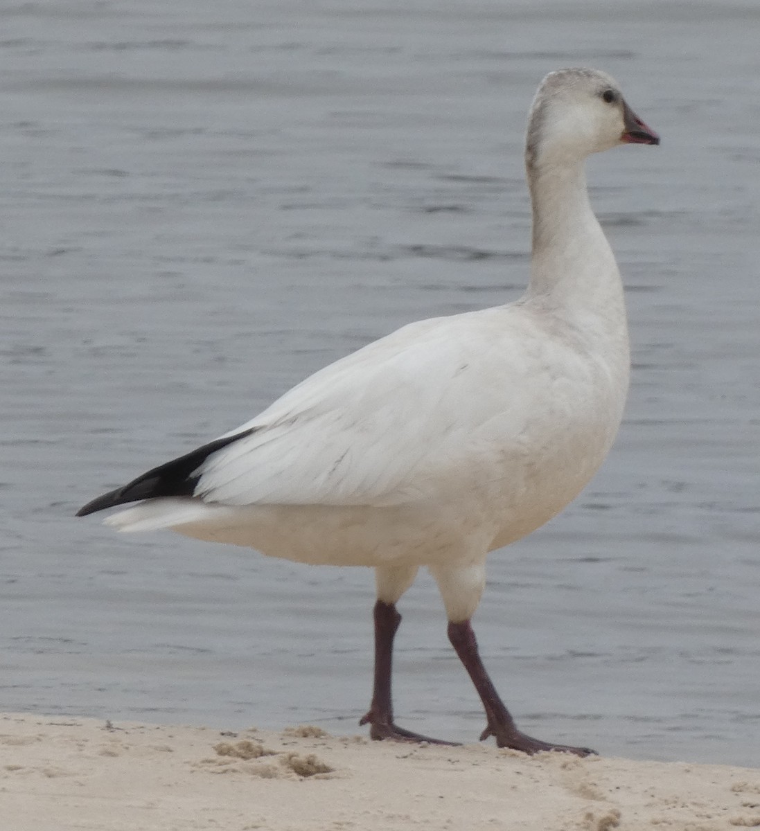 Snow Goose - ML529656971