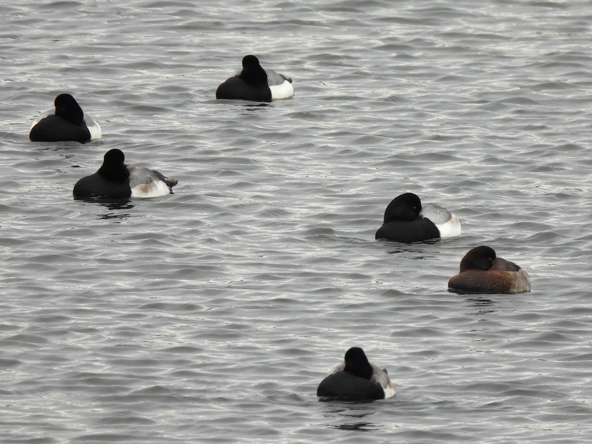 Greater Scaup - ML529657221