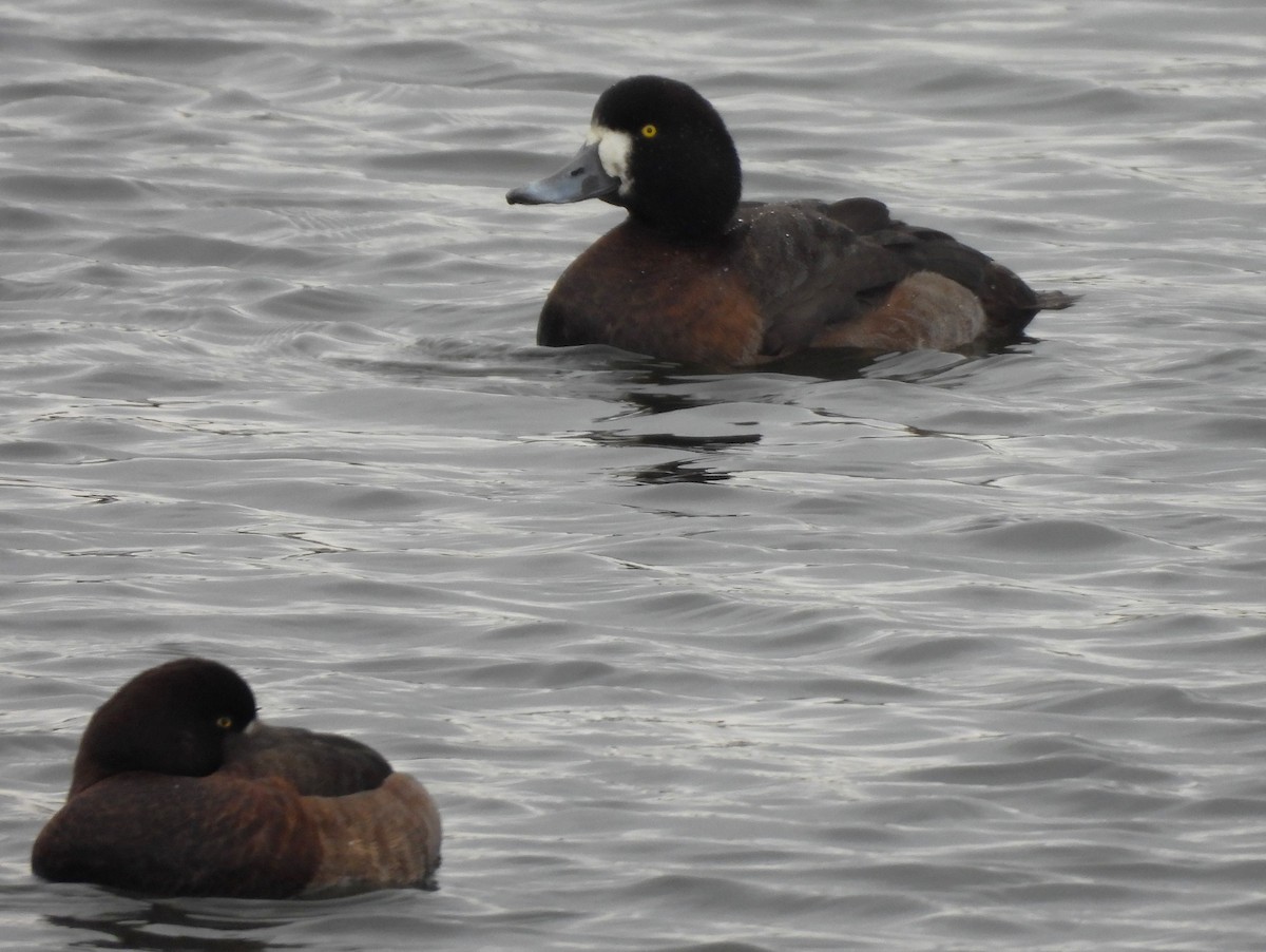 Greater Scaup - ML529657231