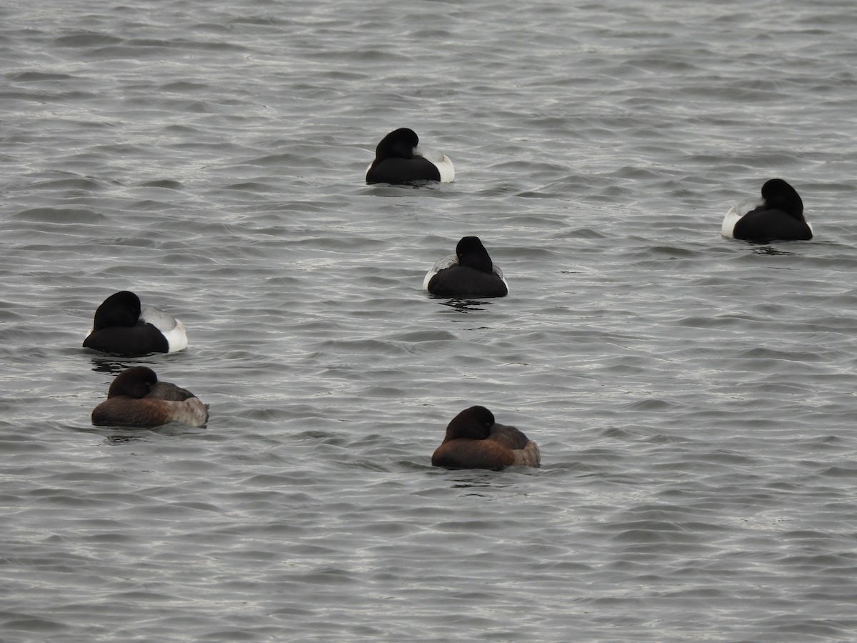 Greater Scaup - ML529657241